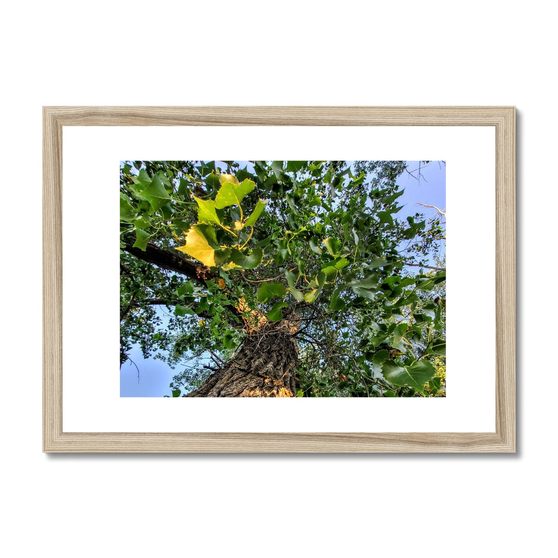 Cottonwoods Framed & Mounted Print