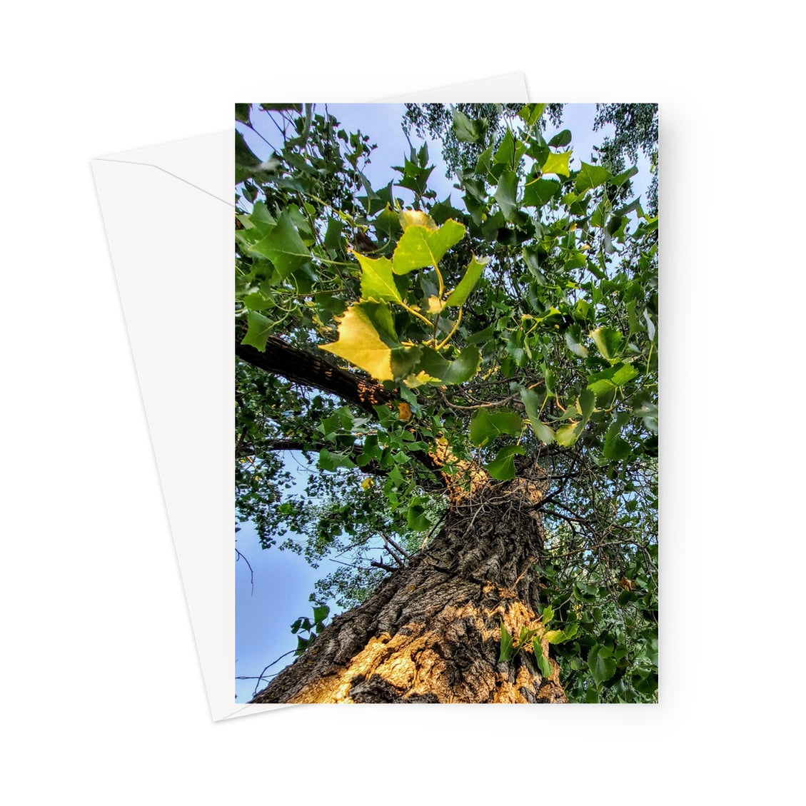 Cottonwoods Greeting Card