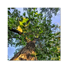 Load image into Gallery viewer, Cottonwoods C-Type Print

