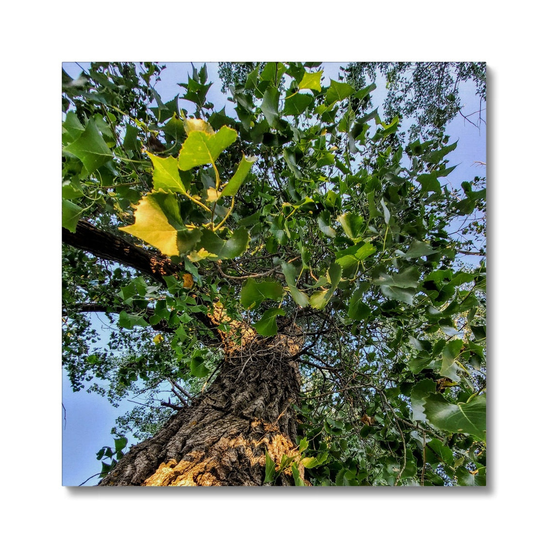 Cottonwoods Canvas