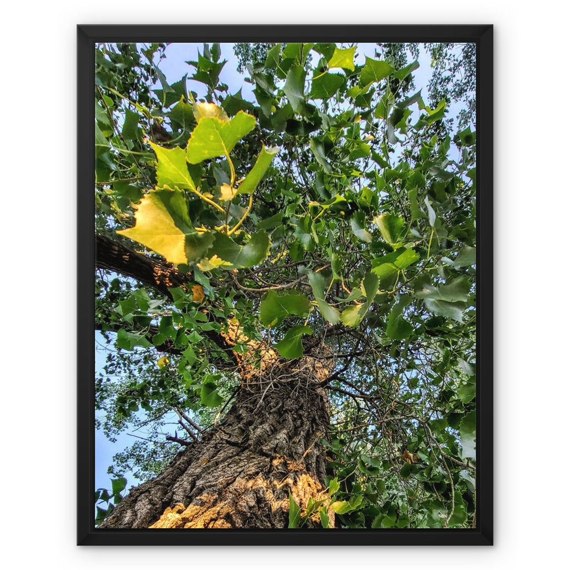 Cottonwoods Framed Canvas