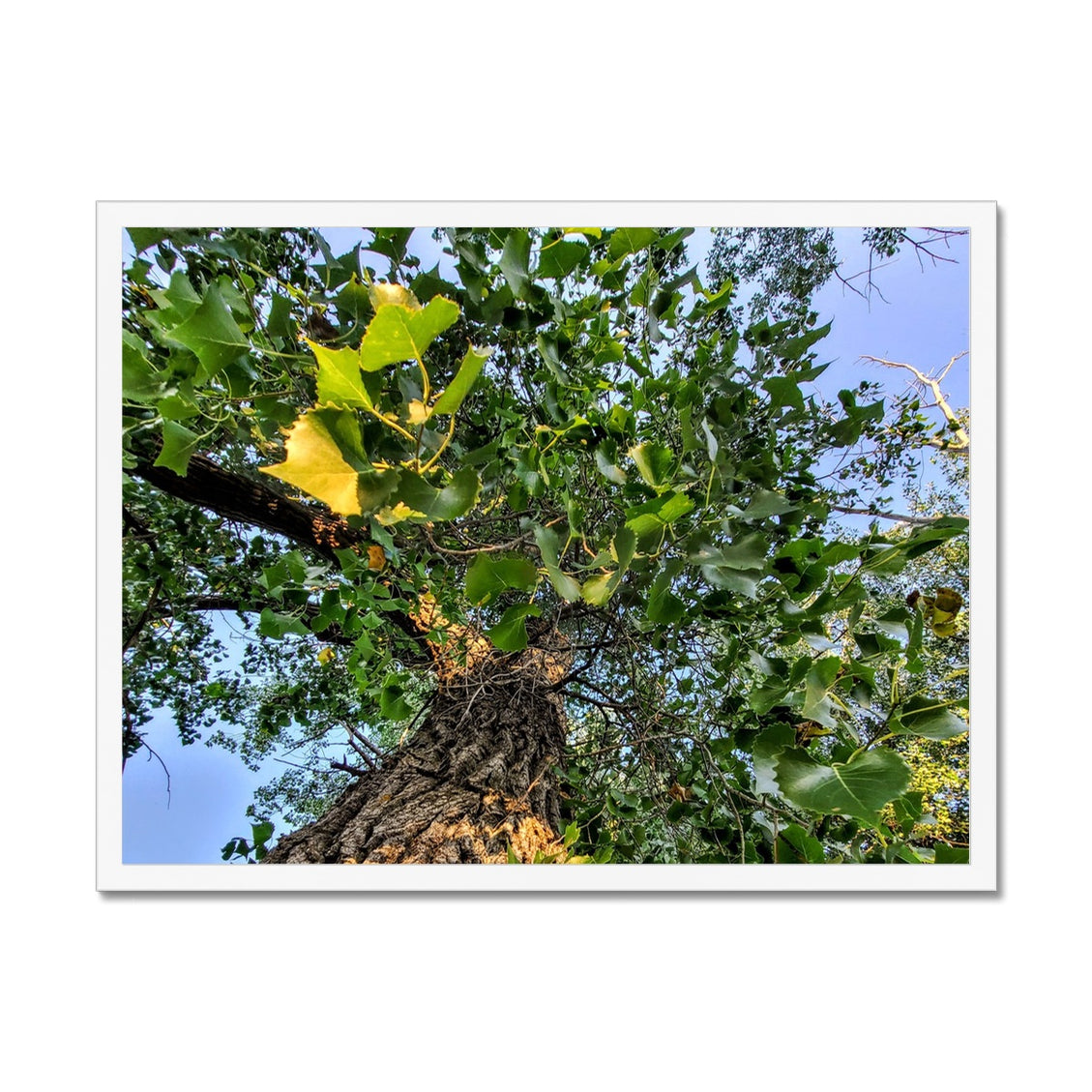 Cottonwoods Framed Print