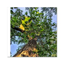 Load image into Gallery viewer, Cottonwoods Fine Art Print
