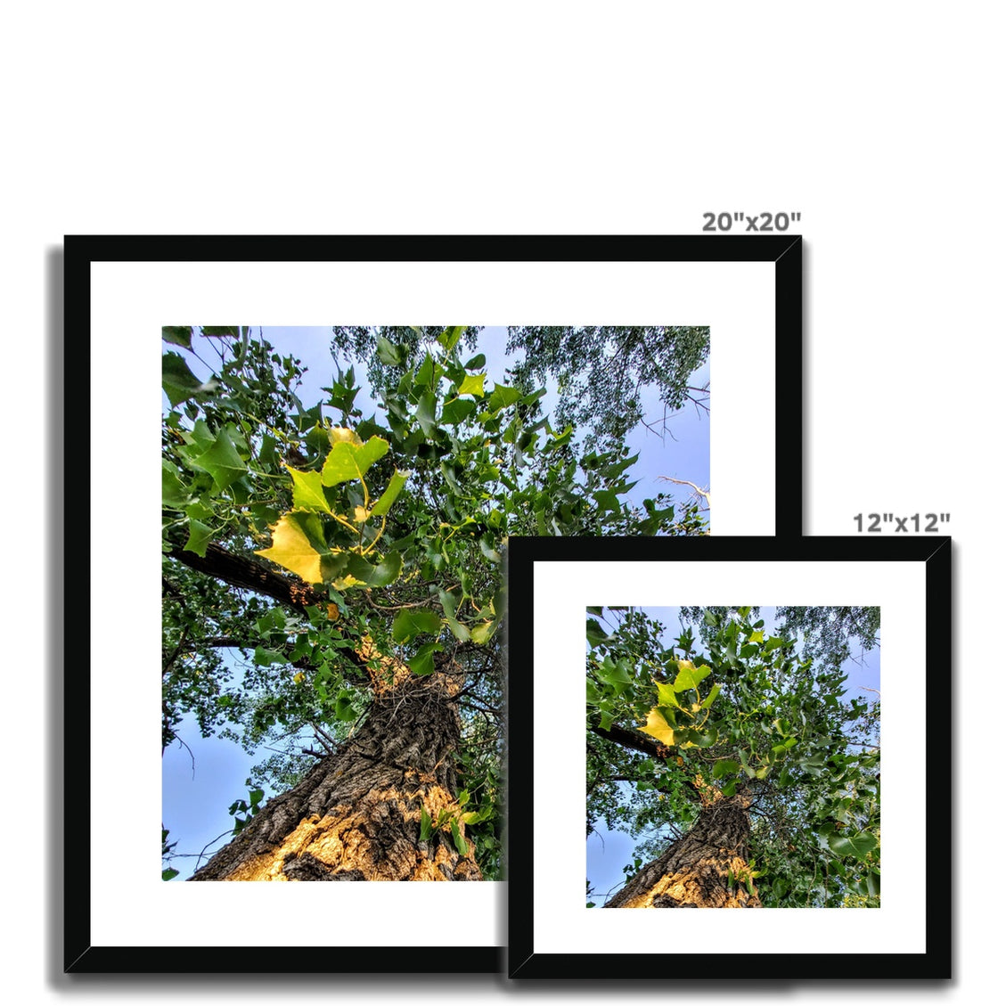 Cottonwoods Framed & Mounted Print