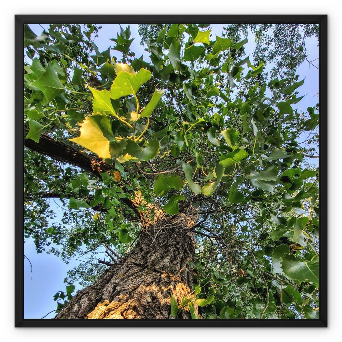 Cottonwoods Framed Canvas