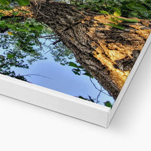 Load image into Gallery viewer, Cottonwoods Canvas
