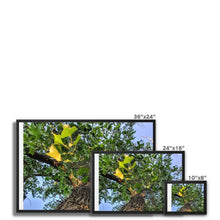 Load image into Gallery viewer, Cottonwoods Framed Canvas
