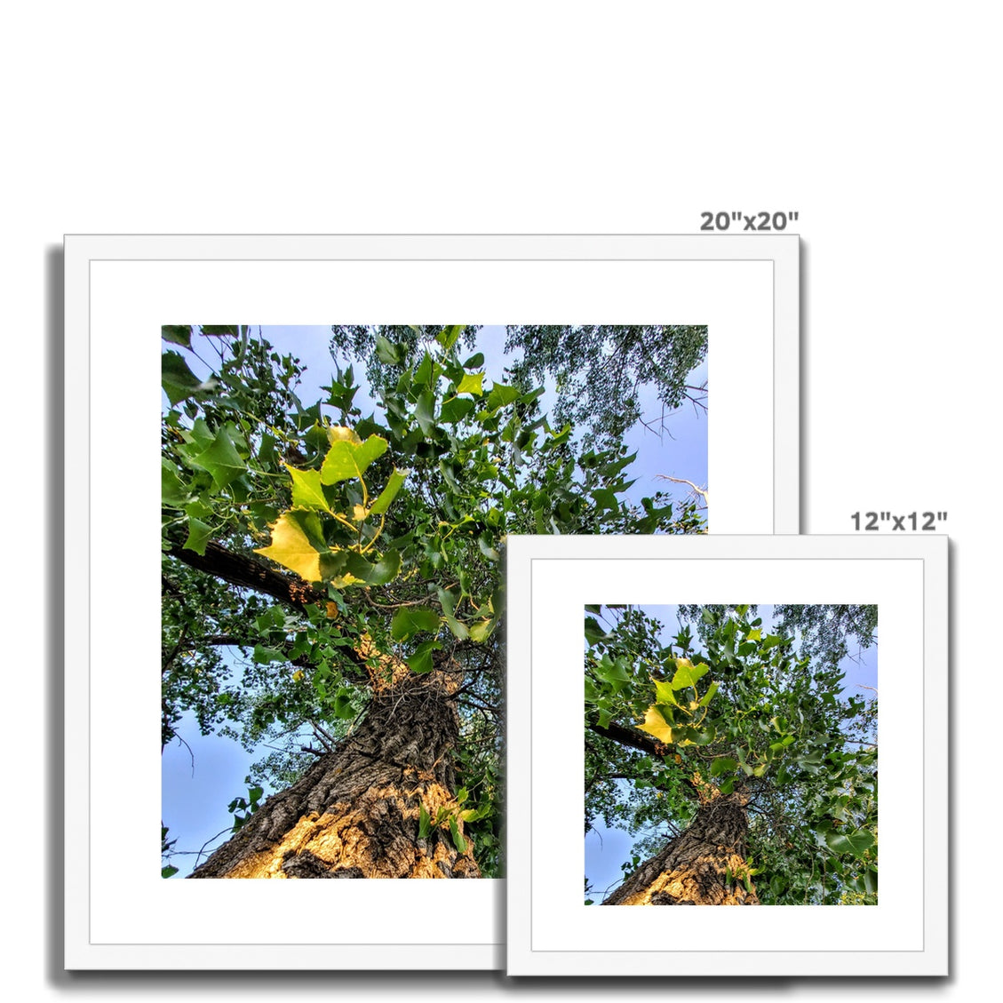 Cottonwoods Framed & Mounted Print