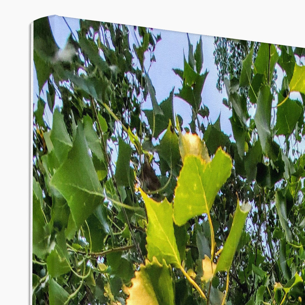 Cottonwoods Canvas