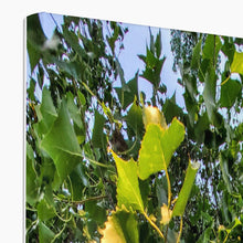 Load image into Gallery viewer, Cottonwoods Canvas
