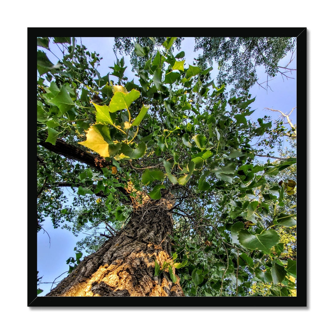 Cottonwoods Framed Print