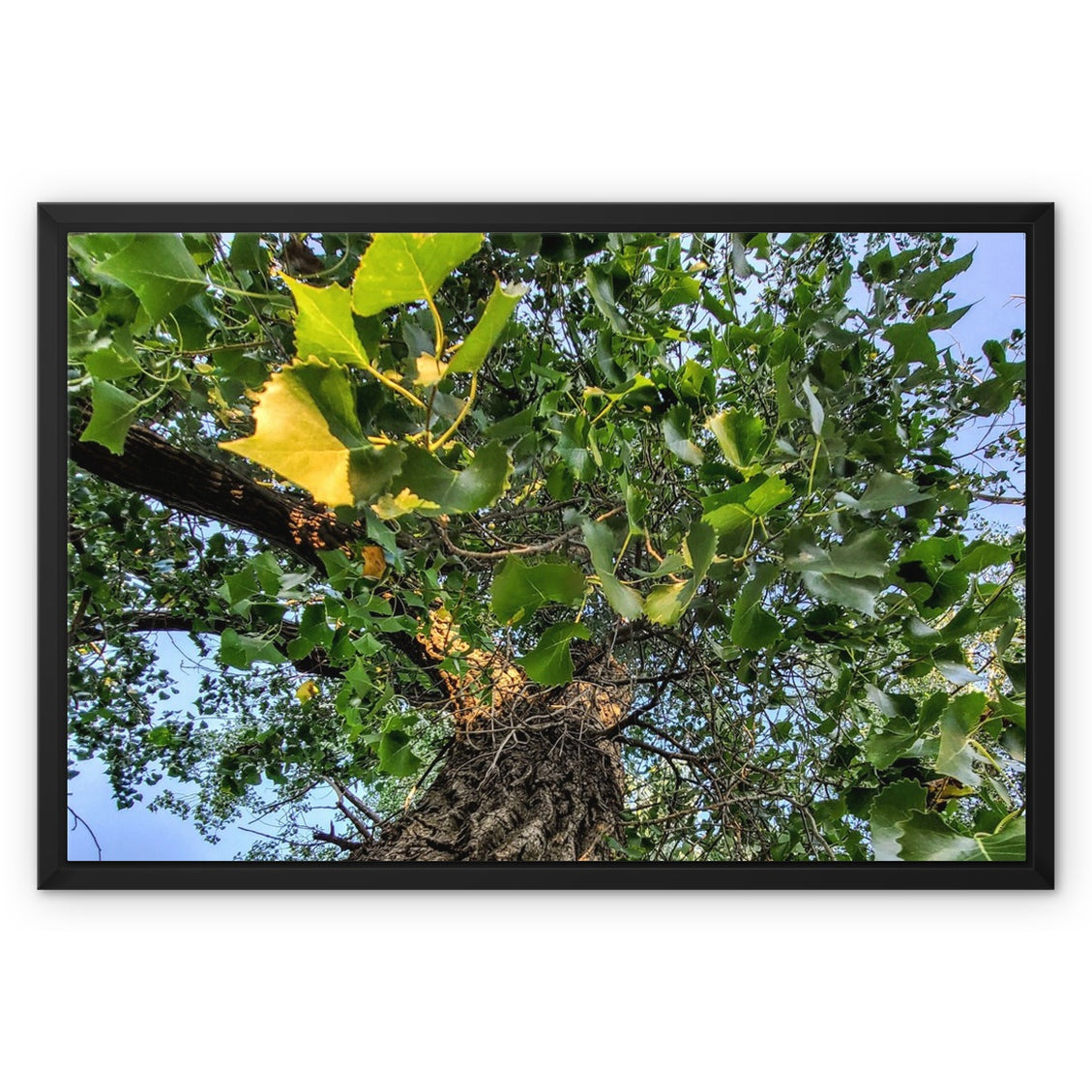 Cottonwoods Framed Canvas