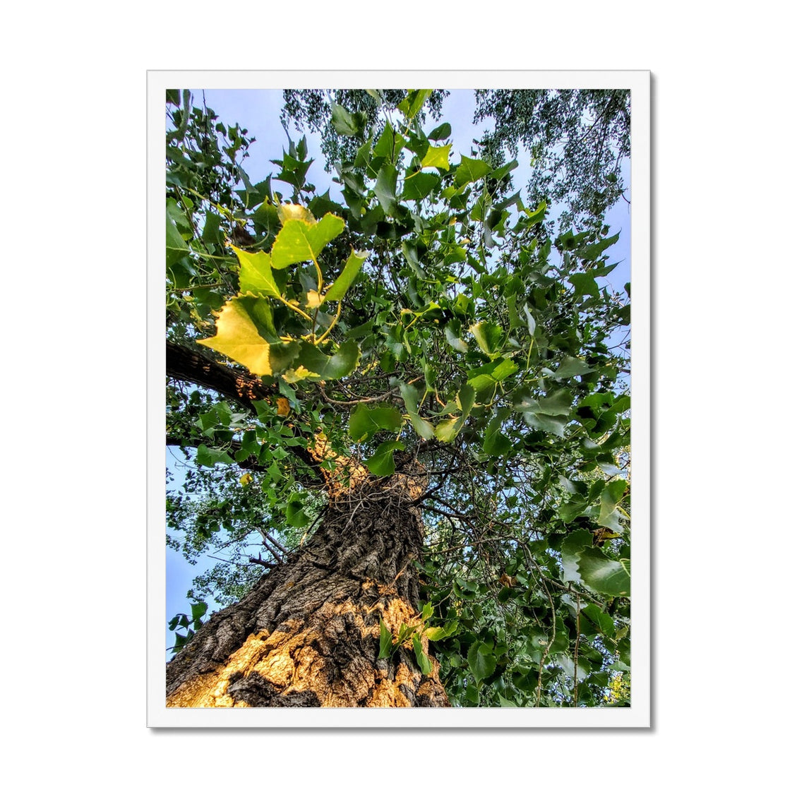 Cottonwoods Framed Print