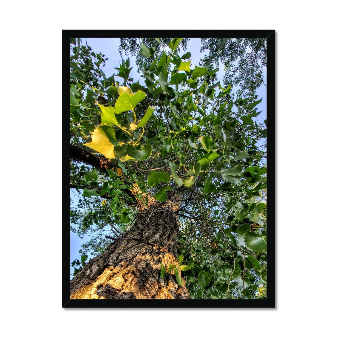 Cottonwoods Framed Print