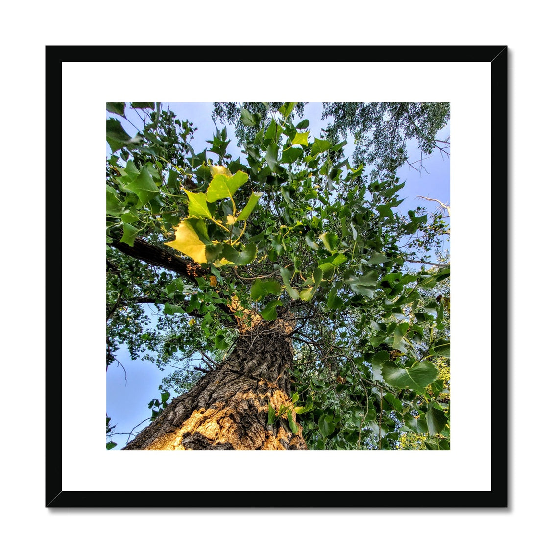 Cottonwoods Framed & Mounted Print