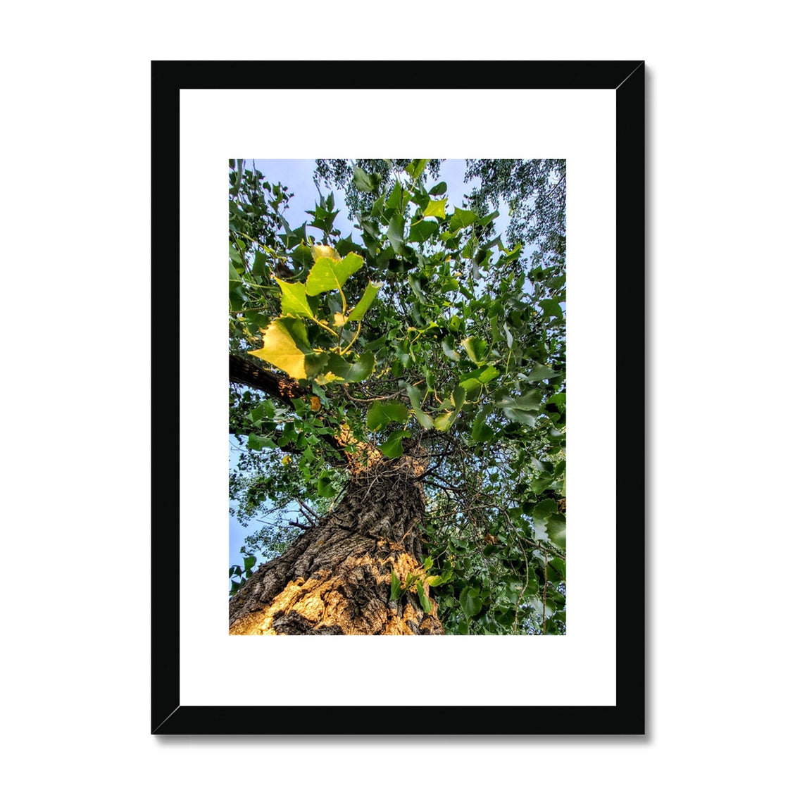 Cottonwoods Framed & Mounted Print