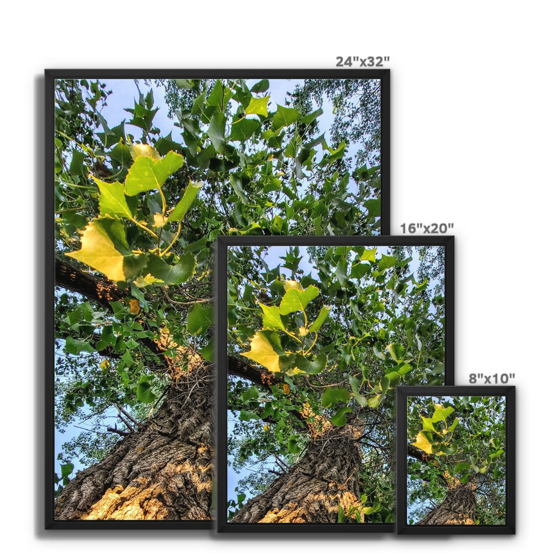 Cottonwoods Framed Canvas