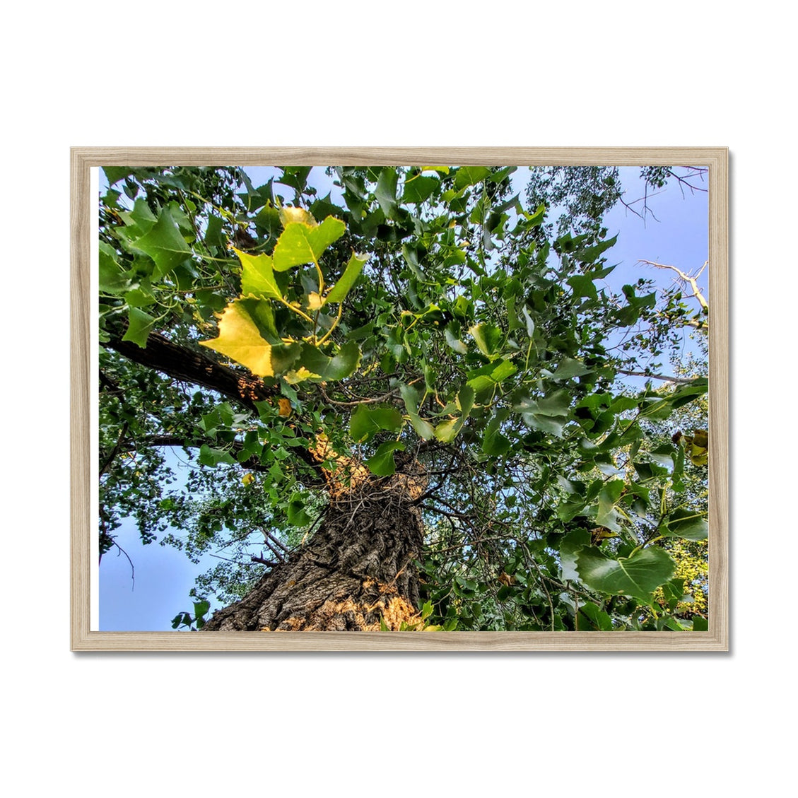 Cottonwoods Framed Print