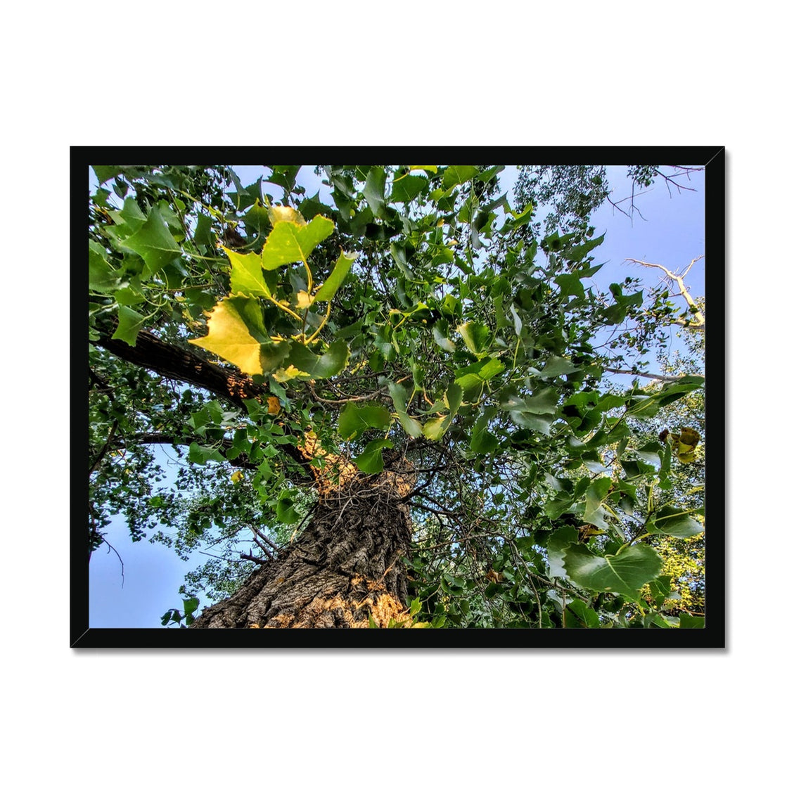 Cottonwoods Framed Print