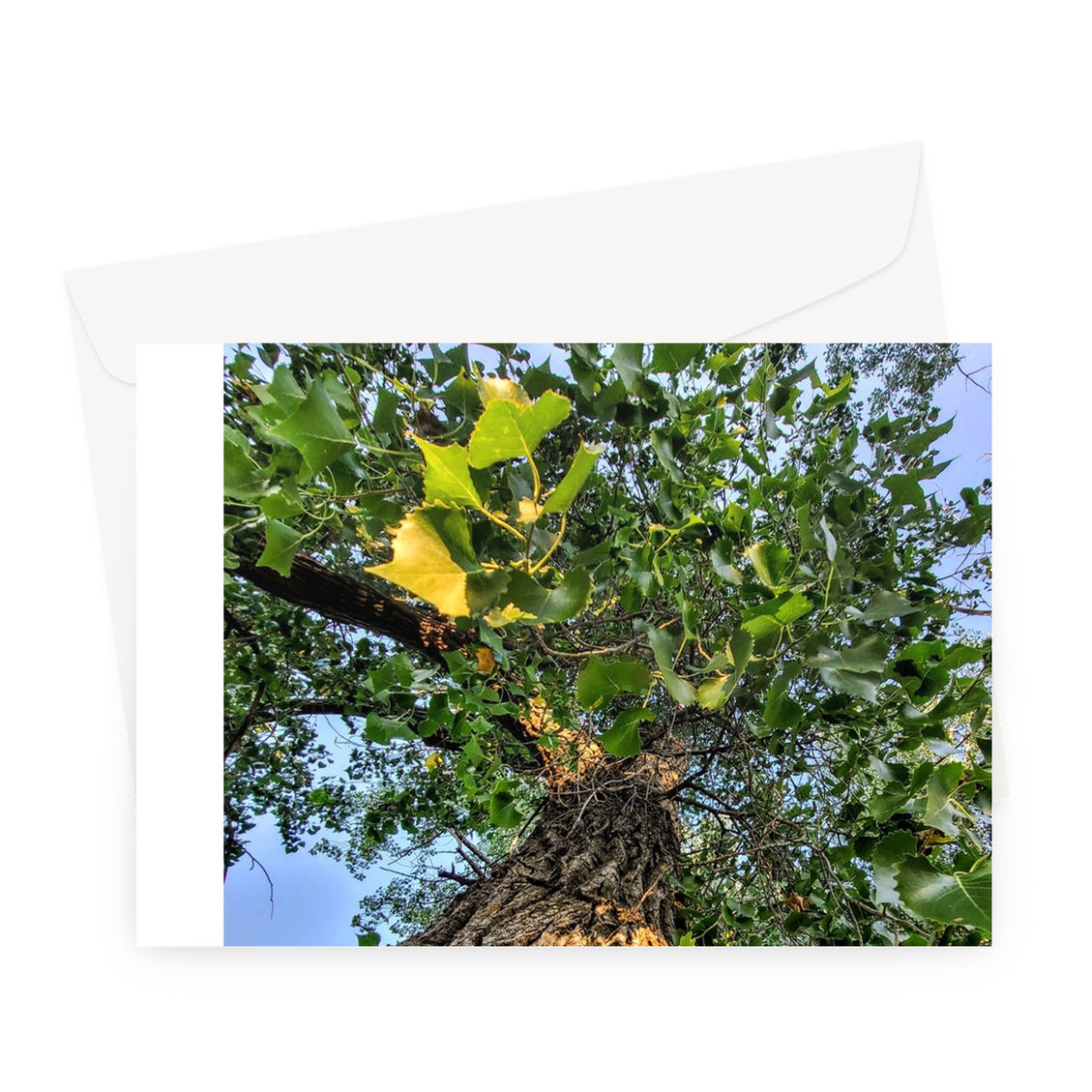 Cottonwoods Greeting Card