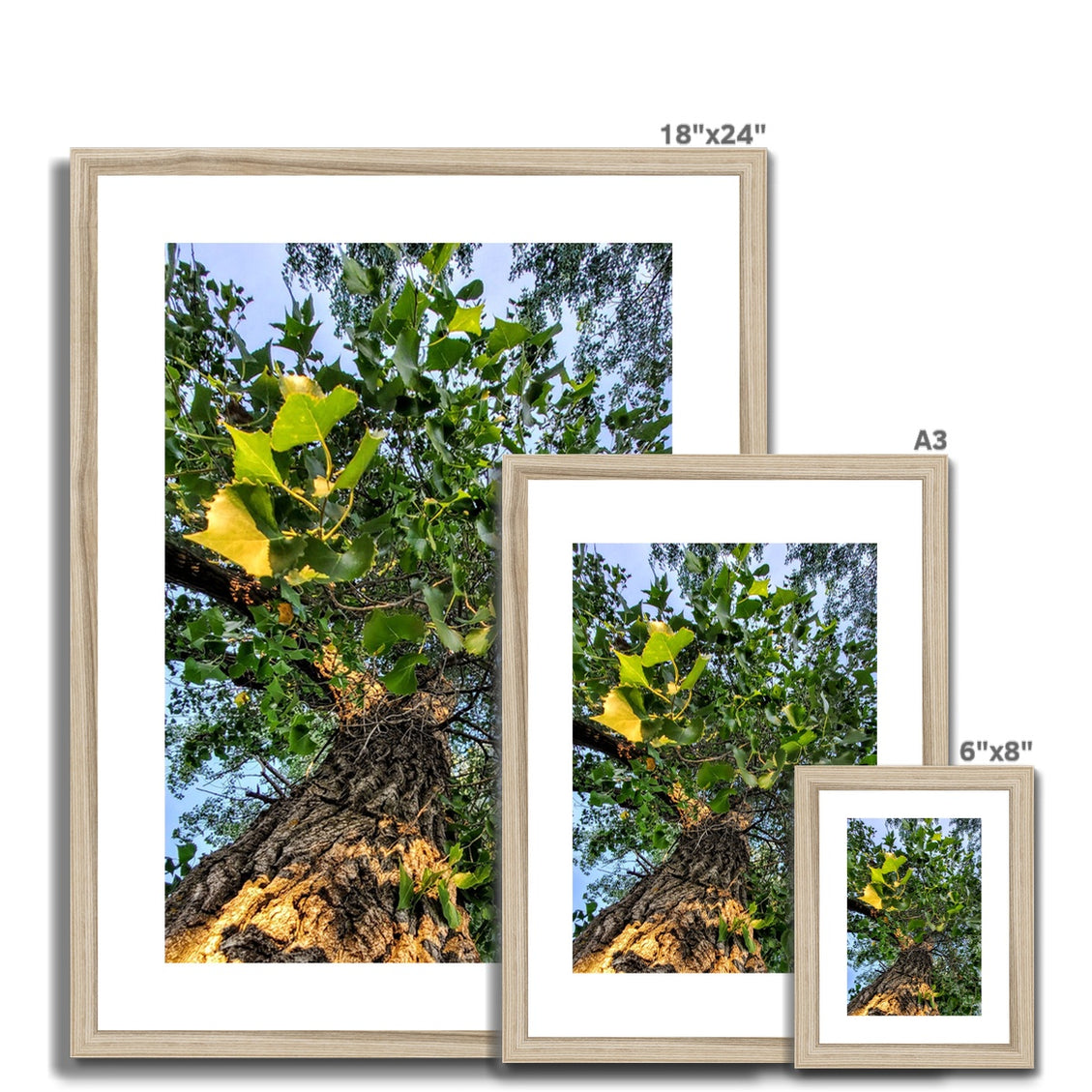 Cottonwoods Framed & Mounted Print