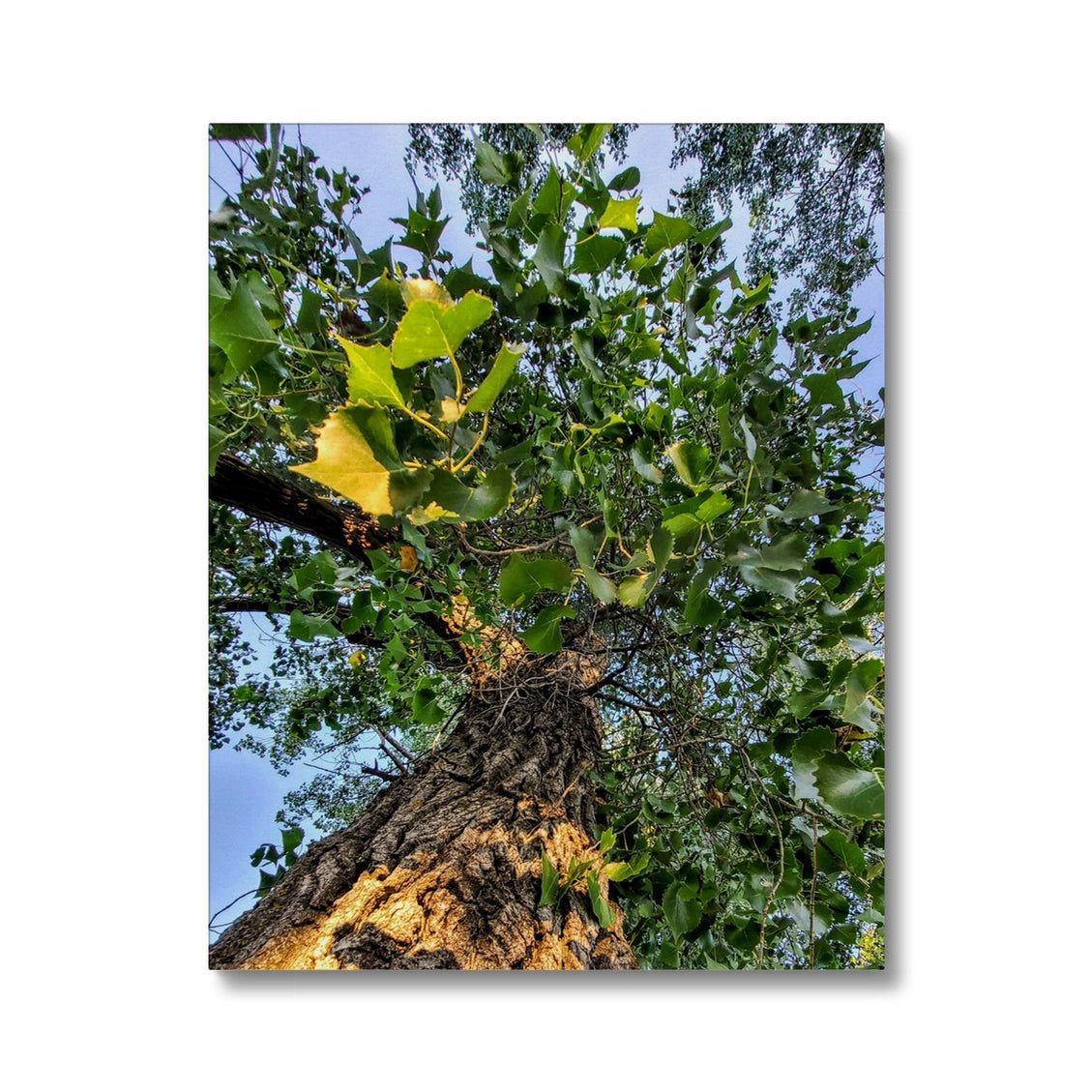 Cottonwoods Canvas