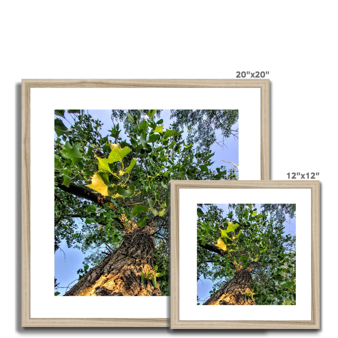 Cottonwoods Framed & Mounted Print