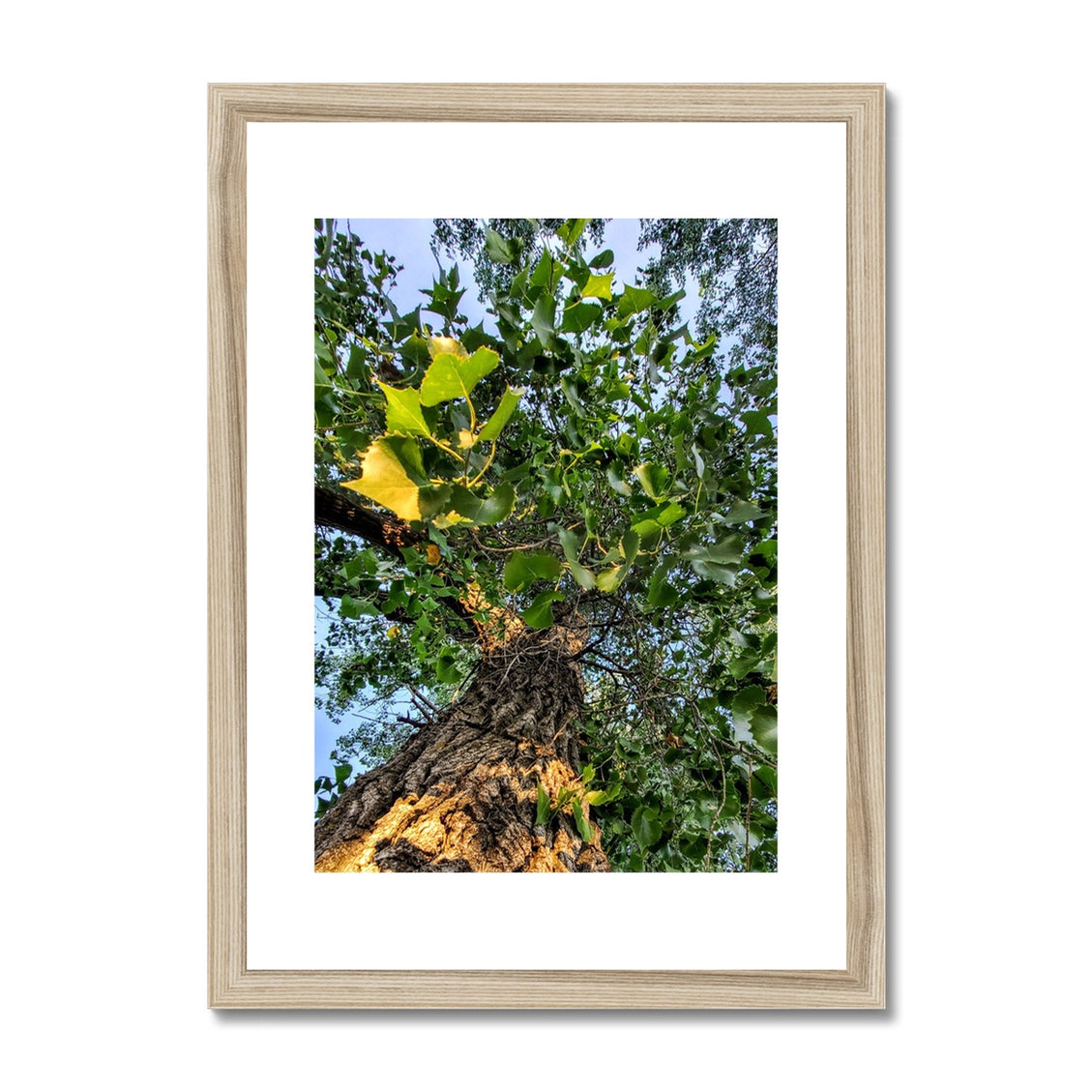 Cottonwoods Framed & Mounted Print