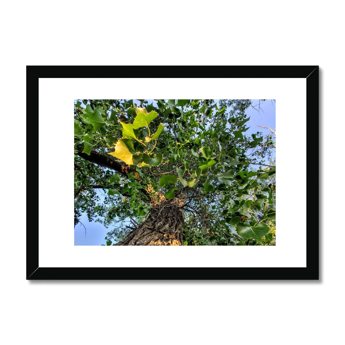 Cottonwoods Framed & Mounted Print