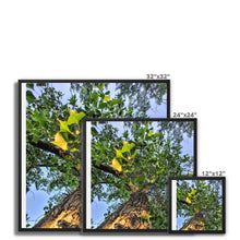 Load image into Gallery viewer, Cottonwoods Framed Canvas
