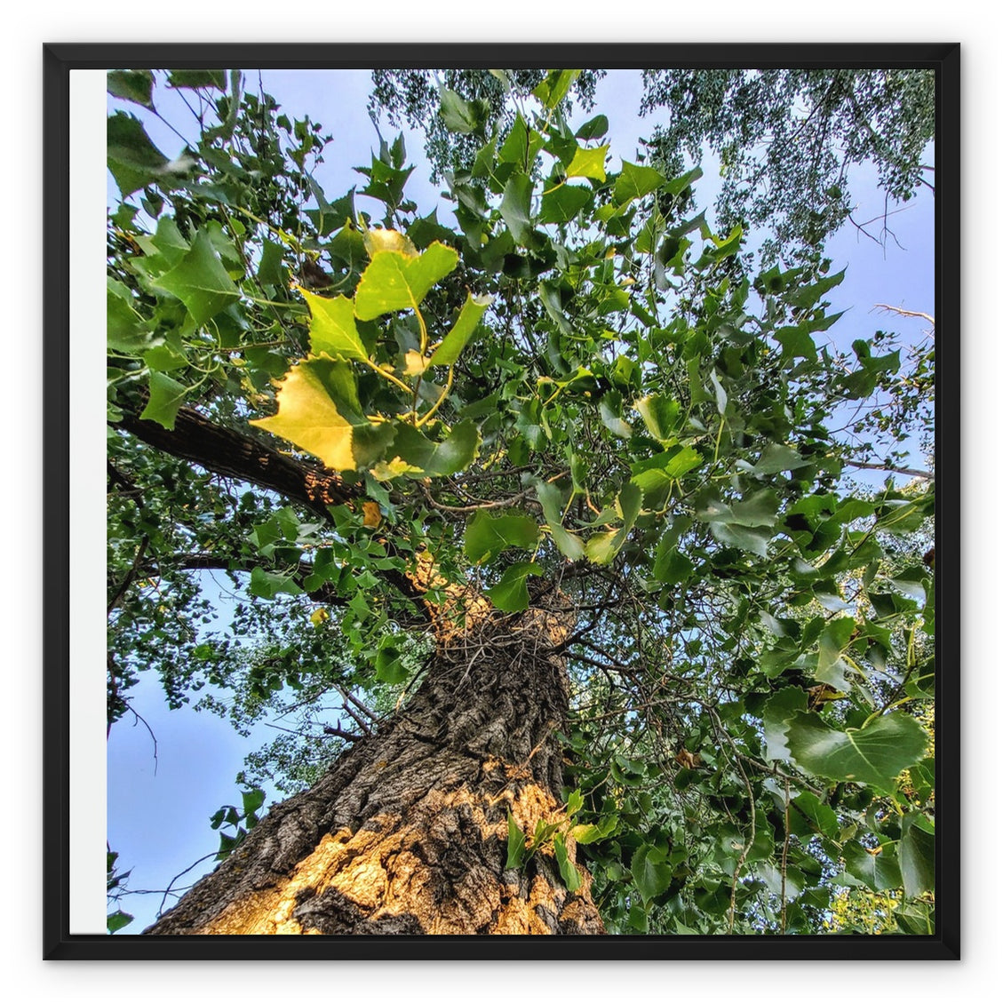 Cottonwoods Framed Canvas