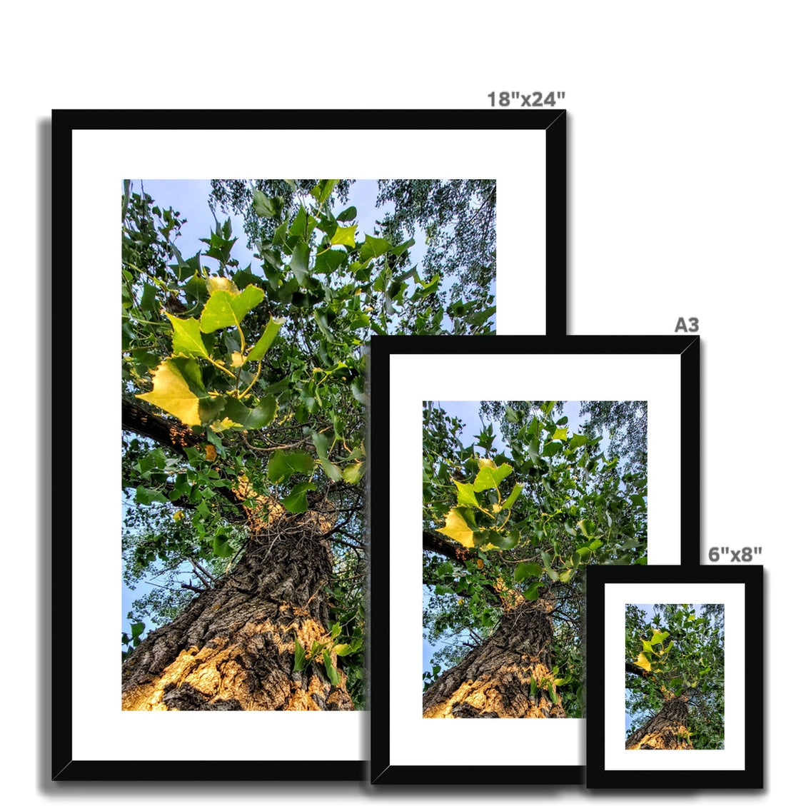 Cottonwoods Framed & Mounted Print